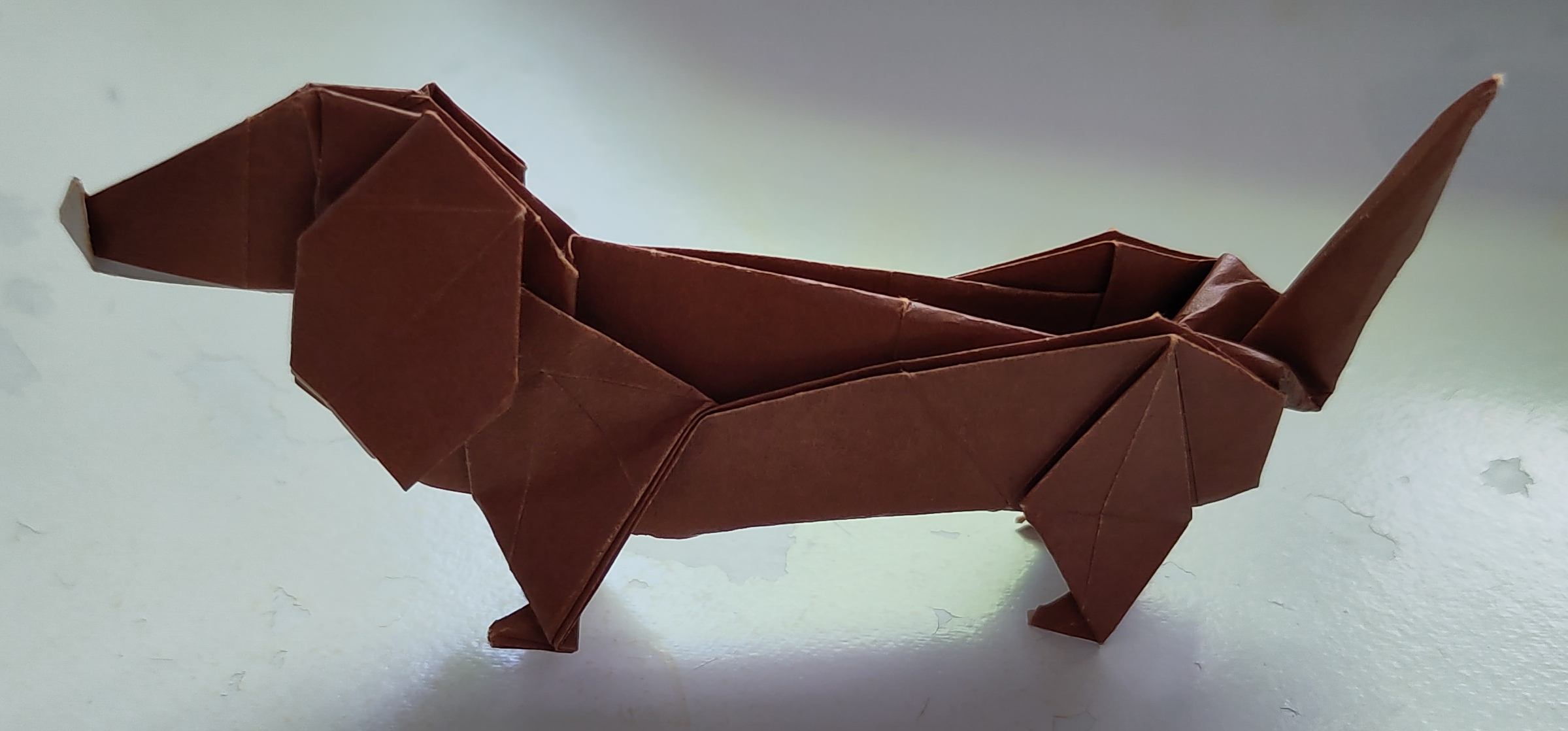 Dachshund
