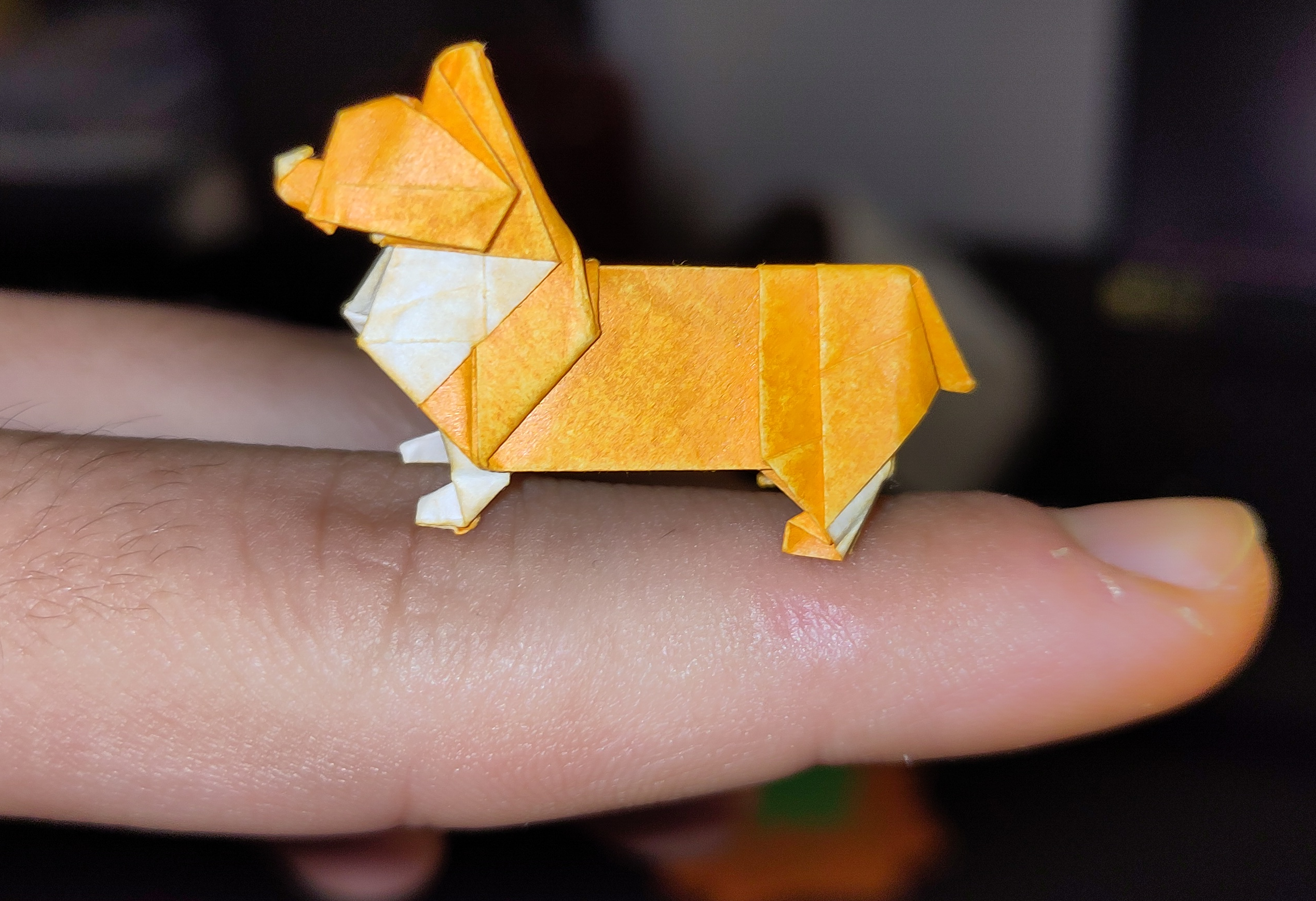 Tiny corgi
