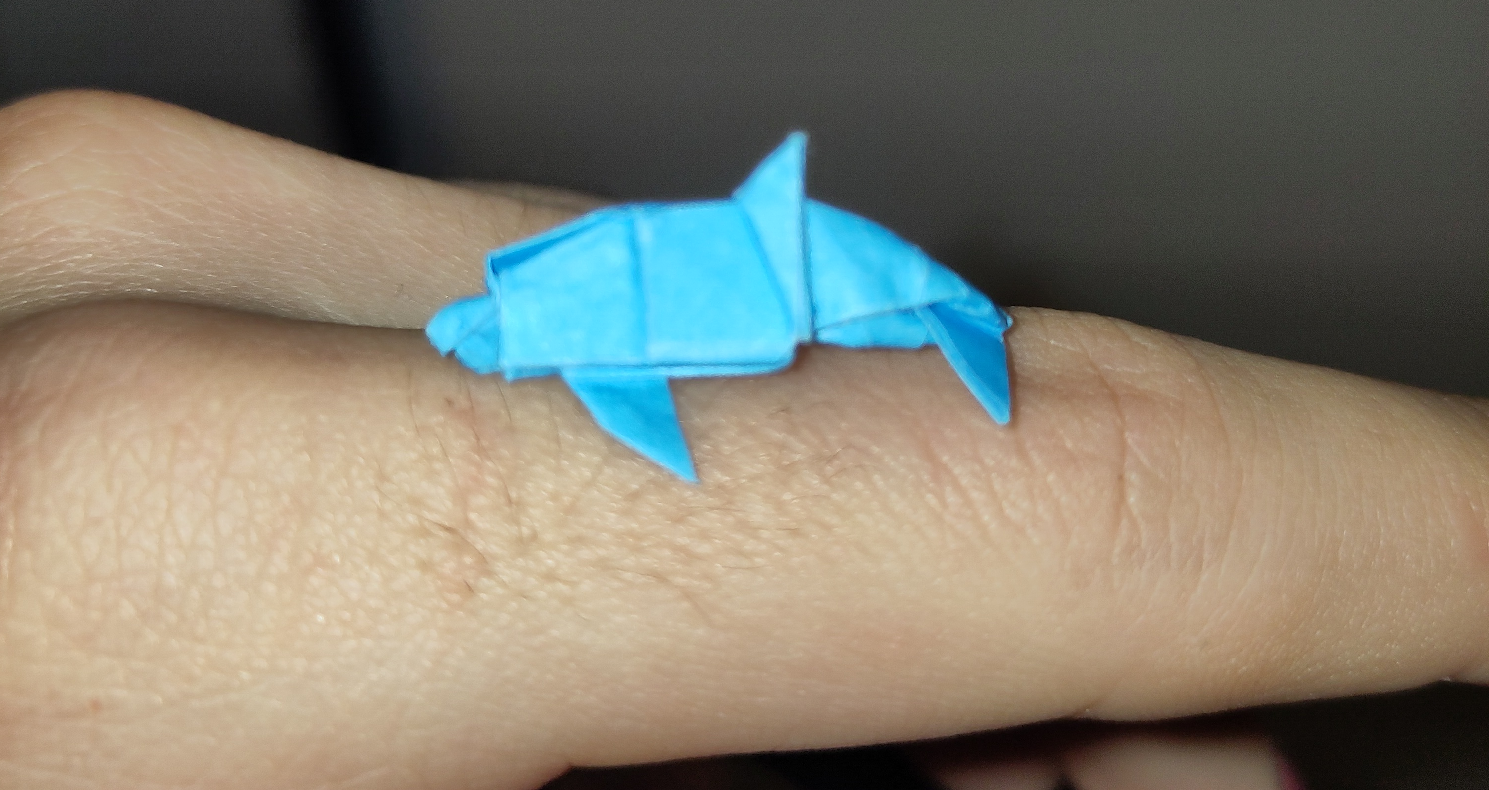 Tiny dolphin